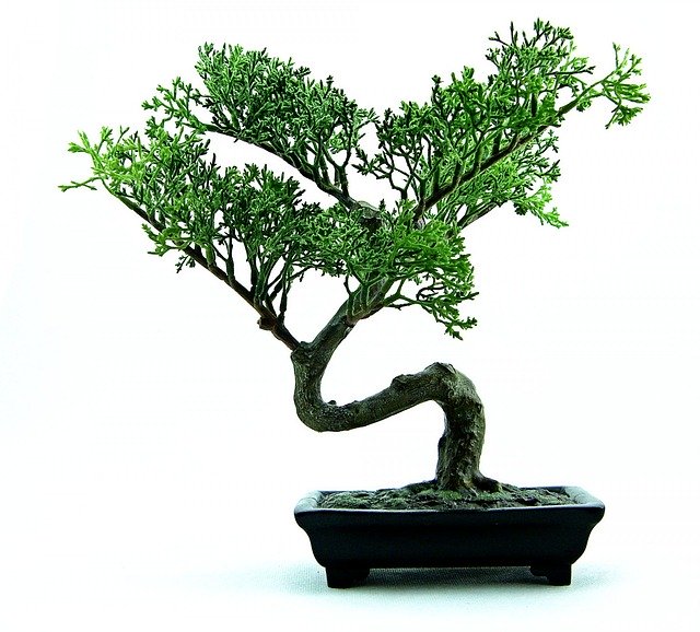 Japon Sanatı-Bonsai Ağacı